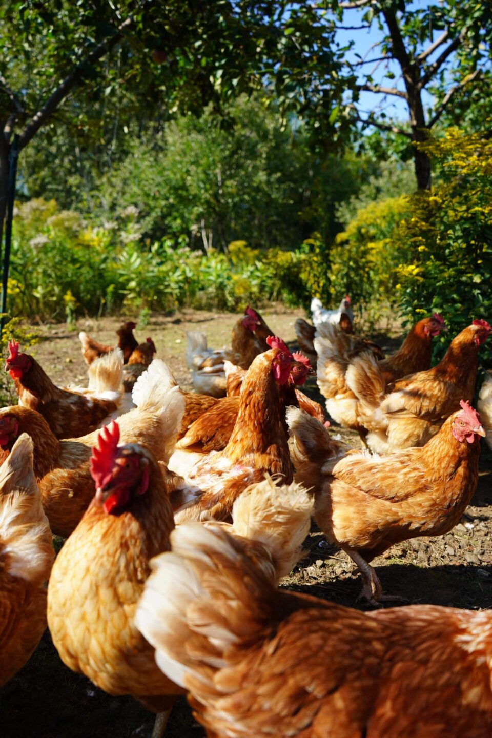 ferme maraîchère Les dérangés.