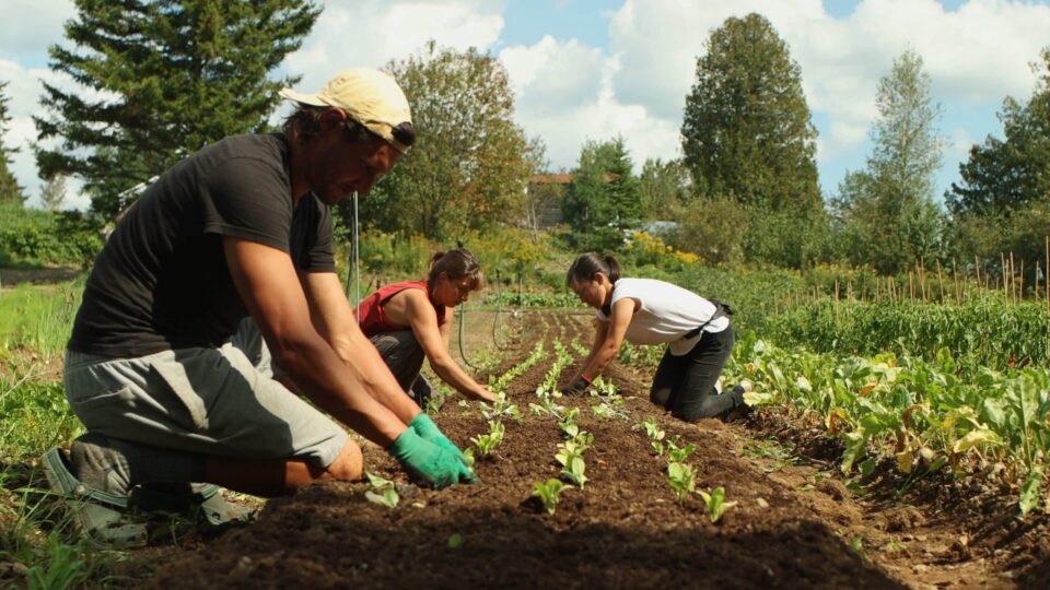 ferme maraîchère Les dérangés.